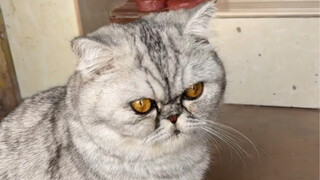 看吧妈耶上楼也是靠右走的