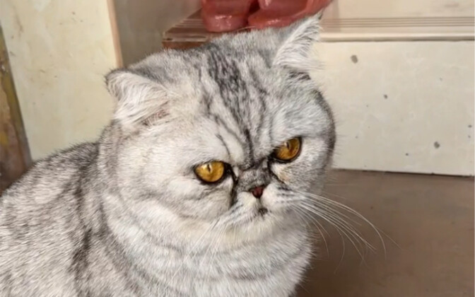 看吧妈耶上楼也是靠右走的