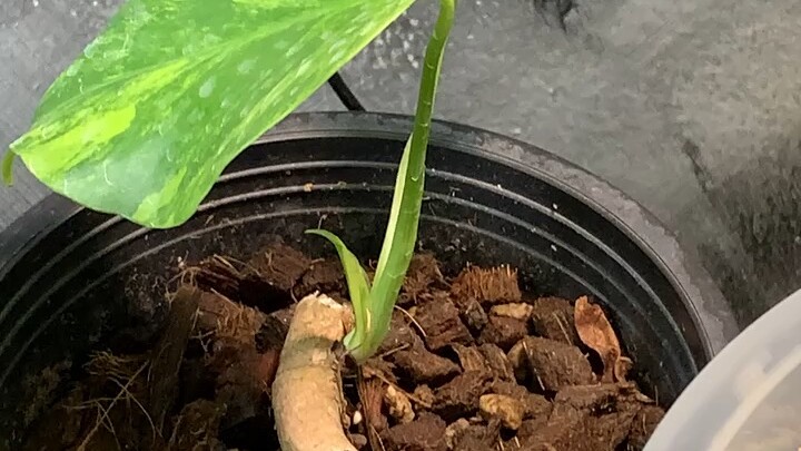 Monstera aurea
