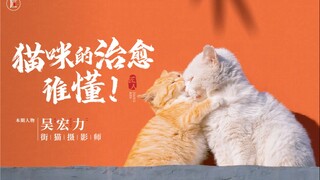 Anh ấy đã dành 10 năm sử dụng máy ảnh của mình để ghi lại hình ảnh những chú mèo hoang ở Trung Quốc 