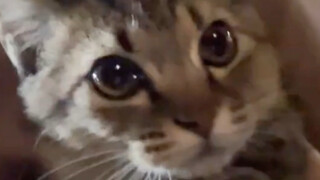 The voice will change automatically when you get close to the kitten!