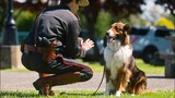 True Story! Difficult Stray Dog Becomes The Most Talented Police Dog !