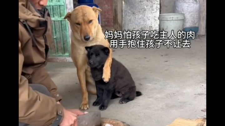 盘点那些中华田园犬，你还记得小时候放学回家接你的大黄吗？