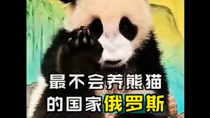 Russians: We may not know how to raise pandas, but we sure do know how to raise bears!