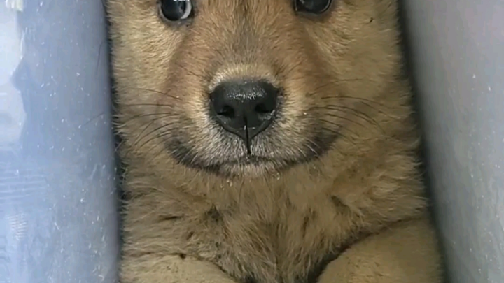 Selalu ada saja seekor anjing yang diam-diam memperhatikan dunia, tanpa ribut dan tanpa gaduh