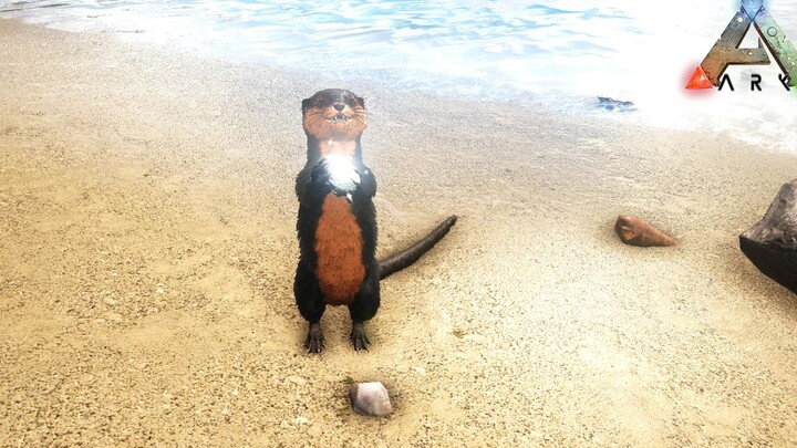 ARK: Survival Evolved: Berang-berang! Hati muda saya benar-benar meleleh karenanya!