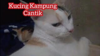 Kucing kampung Cantik