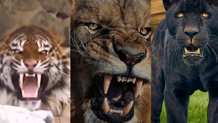 Nếu bắt buộc phải đối mặt với một con, tôi vẫn chọn hổ (thứ tự không phân định thứ hạng).