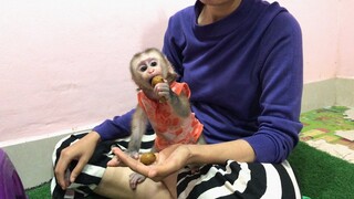 Mino enjoy eating longane fruits