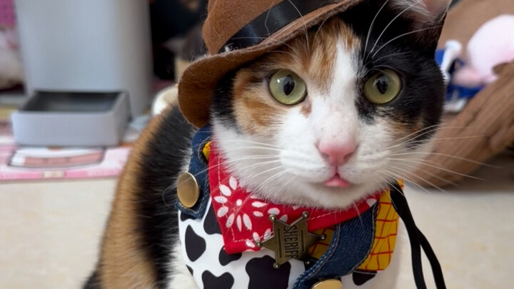 A little cat that wants to win won’t whine.