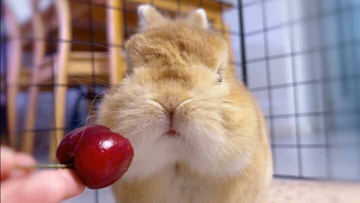 Little bunny eating cherries 🍒 So cute~