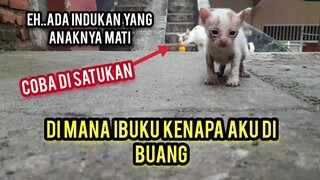 Anak Kucing Ini Setiap Hari Menangis Mencari Induknya Tega Banget Yang Buang Di Bawah Tower..!