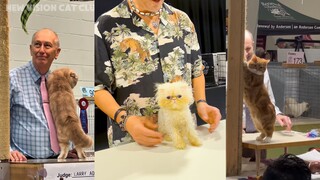 Pameran kucing yang menarik