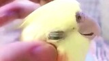 Giving parrot some head massage 🐦