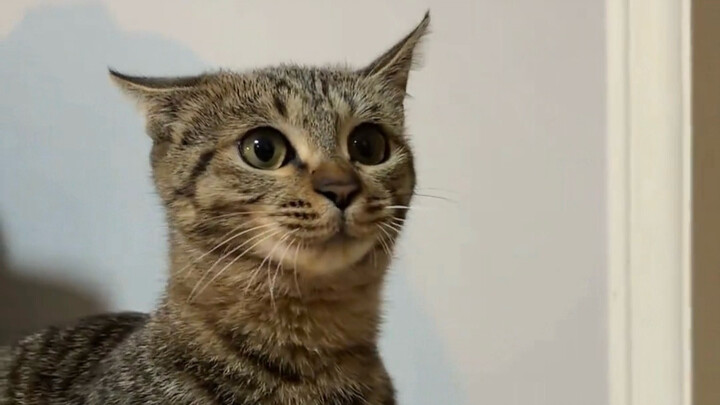 I got my hair done and came home—my cat turned into this the moment it saw me!