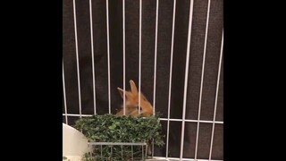 Naughtyy Rabbits