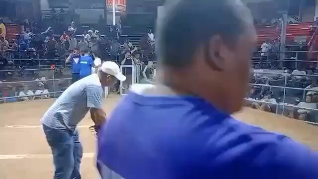 Broodcock fight @tiger dragon dome.