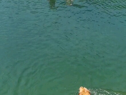 The golden retriever shows off its special trick, leaving the German shepherd on the paddleboard stu