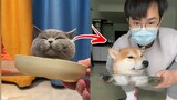OMG So Cute 😍 Funny Cats And Dogs 2022 Part 14