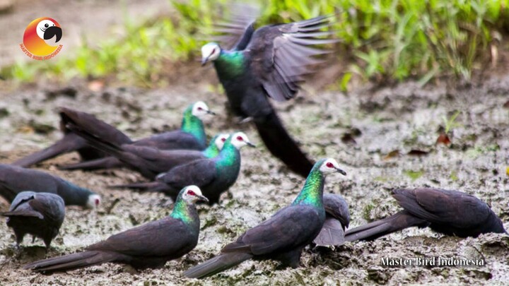 Kini Diambang Kepunahan (Merpati Hitam Sulawesi)