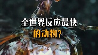 The world's fastest-reacting animal turns out not to be a cat