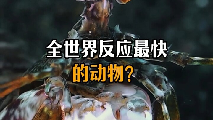 The world's fastest-reacting animal turns out not to be a cat