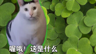 【猫meme】关于二年级时我带着全班吃光全校三叶草的故事