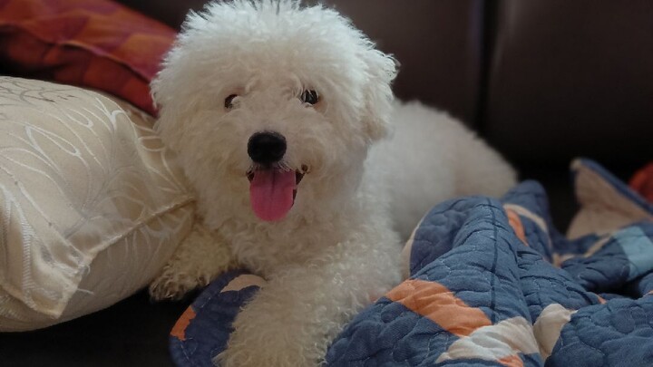 TJean Multifunctional Hot Pot Cooker @panlasanglola