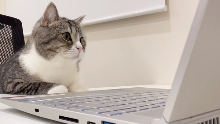 [Động vật]Một con mèo thay thế chủ nhà tham dự một cuộc họp