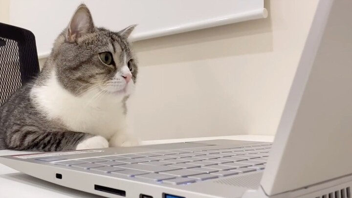 [Animals]A cat takes the place of the host to attend a meeting