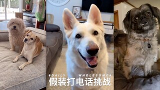 【Pretend-to-Call Challenge】Say Some Things That Dogs Love to Hear