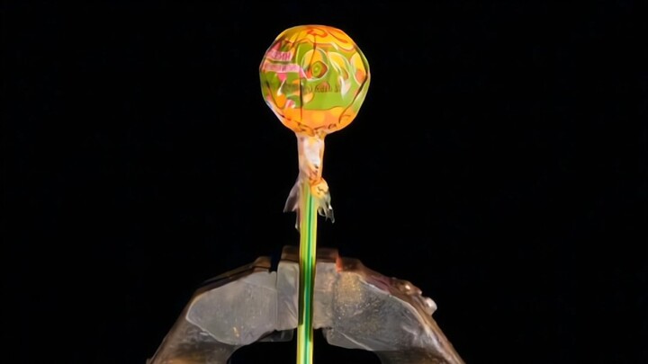 "Perspektif mikroskopis HD anti-stres yang belum pernah kamu lihat sebelumnya"