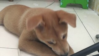 Anjing yang dibeli daring diam-diam punya 100.000 penggemar. Saking takutnya, pemiliknya sampai perg
