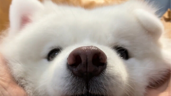 Cái này ngon quá đi mất!