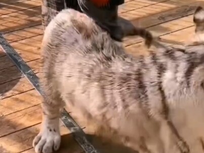 Responding to fan requests, it’s bath time for the white tiger cub! They said he’s too dark and even