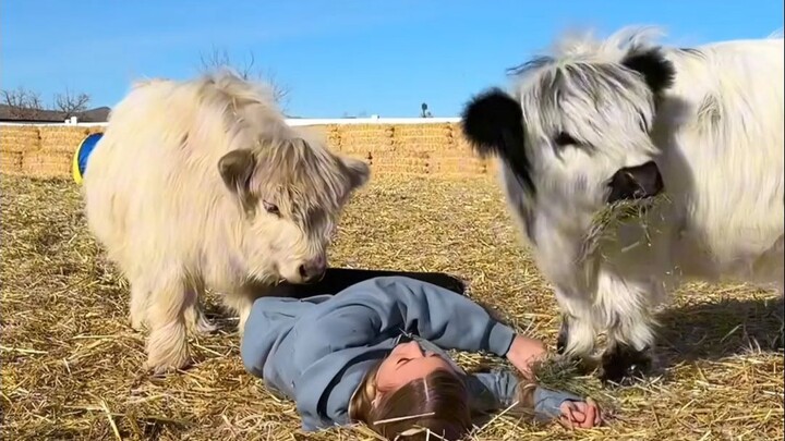 Setelah sang majikan berpura-pura pingsan, lihatlah reaksi para sapi!
