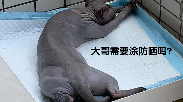 Do hairless cats get sunburned too???