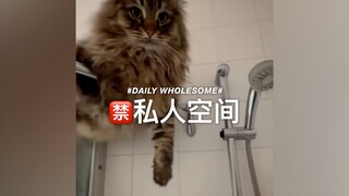 养猫后就告别私人空间吧！
