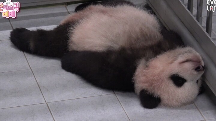 【Panda】It has the most special sleep gesture