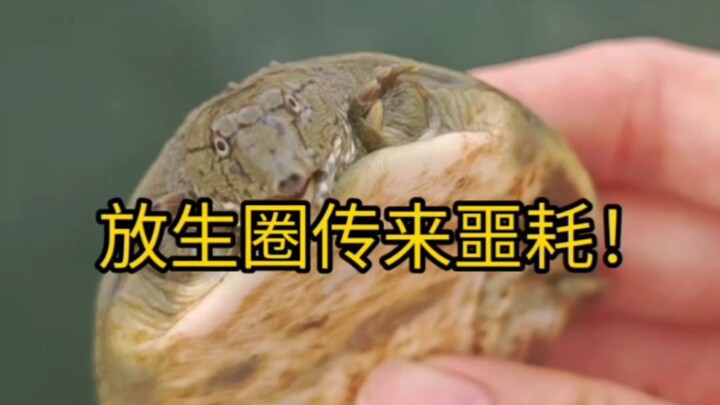 Phóng sinh 25.000 cân sinh vật xâm hại thì thuộc mức độ nào?