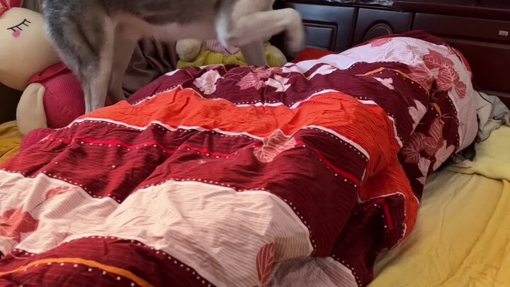 A Day of Being Driven Mad by a Husky