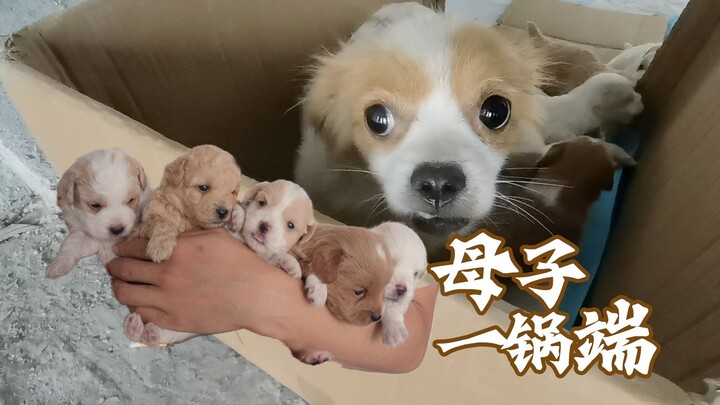 【Lao Feng Yang】Hari ini aku kasih tahu kamu betapa menggemaskannya anjing peliharaan!