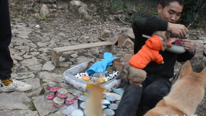 Kind netizens sent tons of cat and dog treats, and the scene nearly got out of hand—thank you to eve