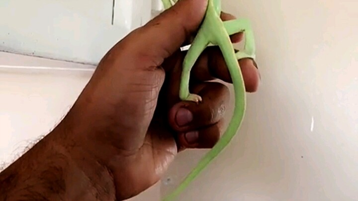 Punya benda ini di rumah, nggak perlu takut nyamuk lagi—aman dan ramah lingkungan!