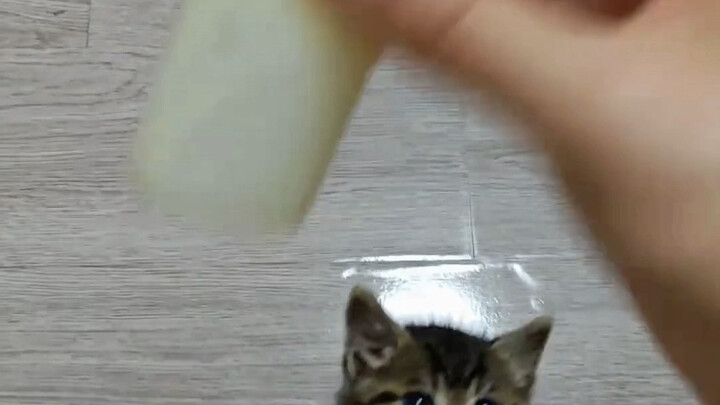 Siapa bilang kucing tidak panik? Terlambat sedetik saja sudah kelaparan.