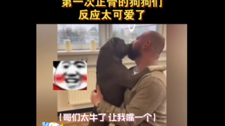 Reaksi kaget setiap anjing itu lucu banget