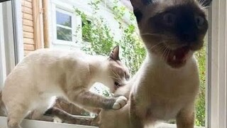 Cute Cat Doing Funny Things - Funny Cat Try Not To Laugh Videos