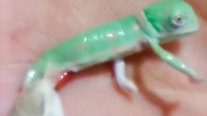 The newly hatched chameleon’s very first color change…