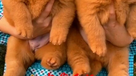 Anjing Wuhong Tiongkok adalah ras anjing paling berharga, tak ada yang menyamainya. Ayo bersama-sama