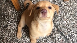 The Little Puppy Eating Beef for the First Time